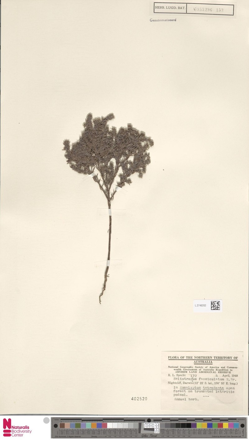 Euploca fasciculata photo 3