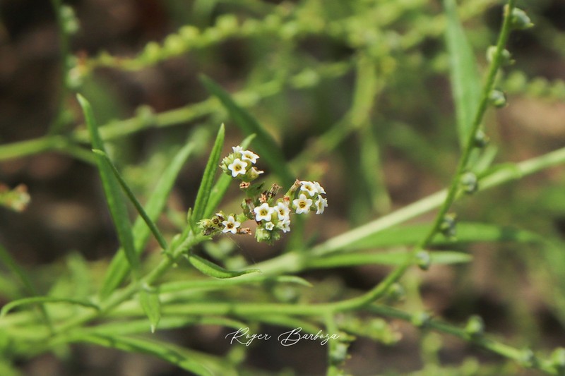 Euploca ferreyrae