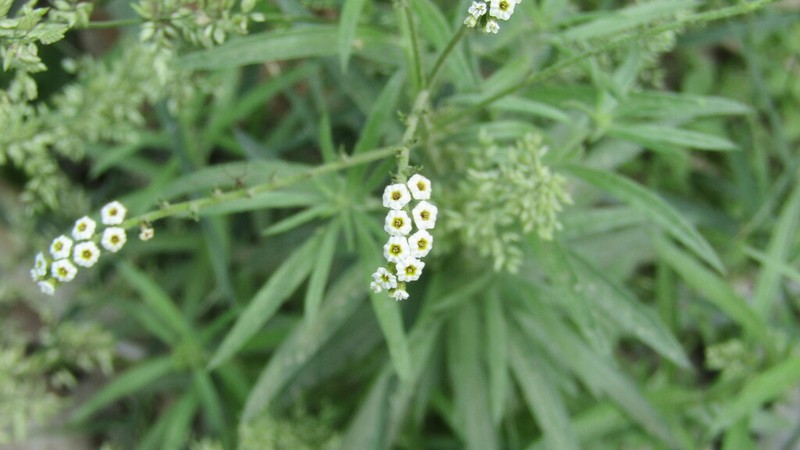 Euploca ferreyrae photo 2