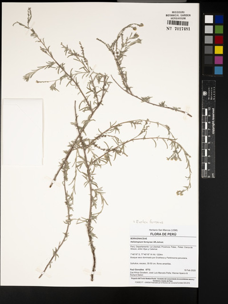 Euploca ferreyrae photo 3