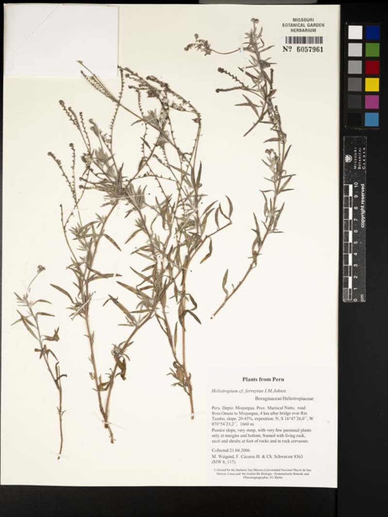 Euploca ferreyrae photo 4