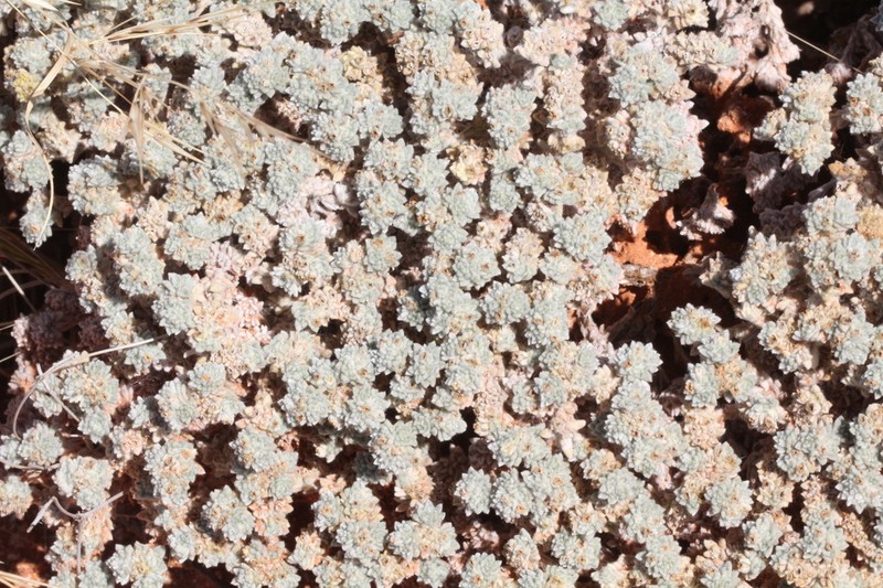 Euploca filaginoides