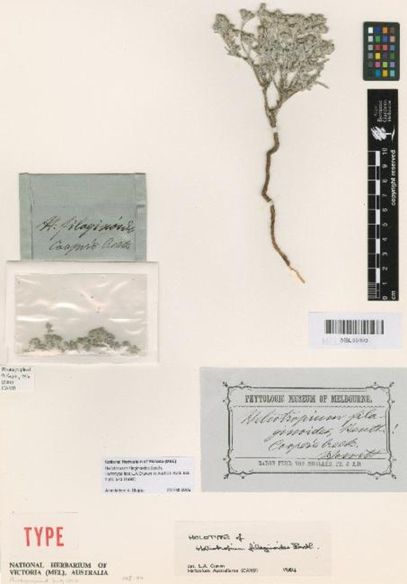 Euploca filaginoides photo 2