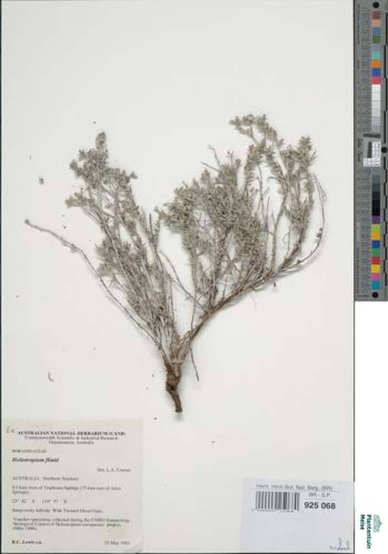 Euploca flintii