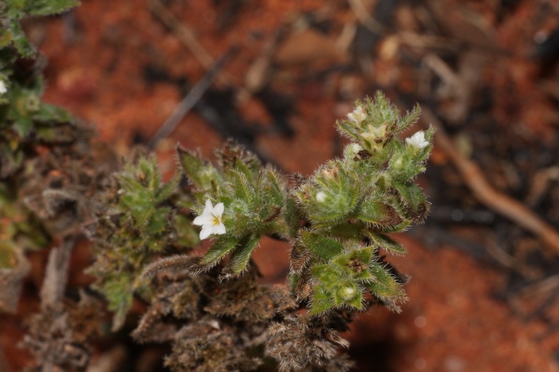 Euploca foliata