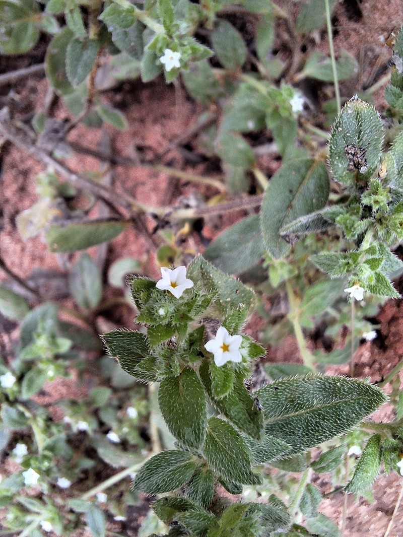 Euploca foliata photo 2