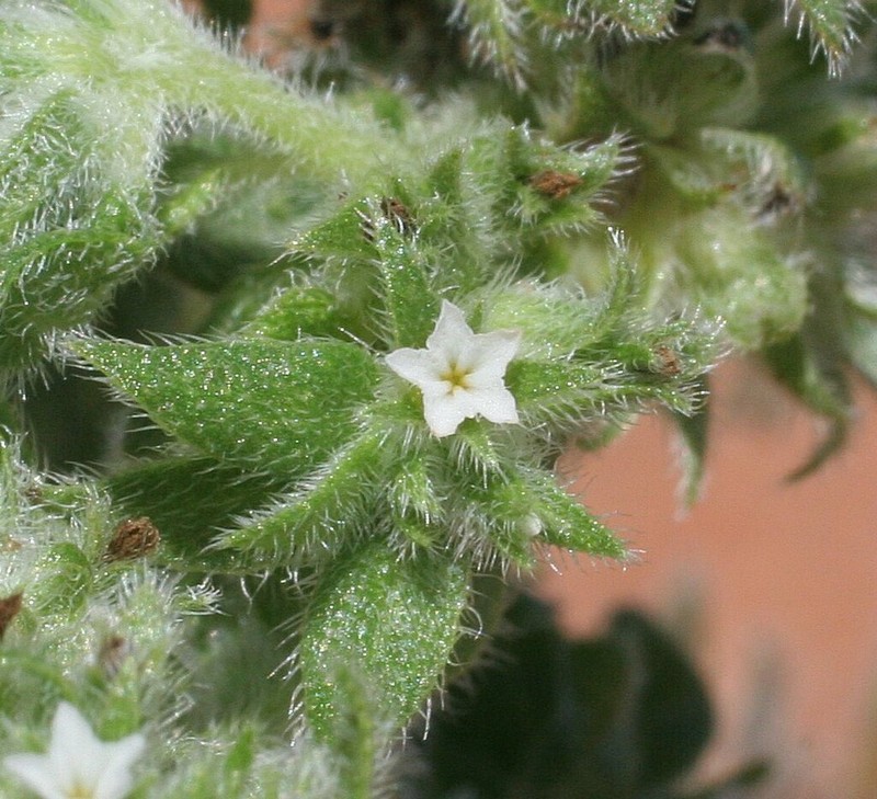 Euploca foliata photo 3