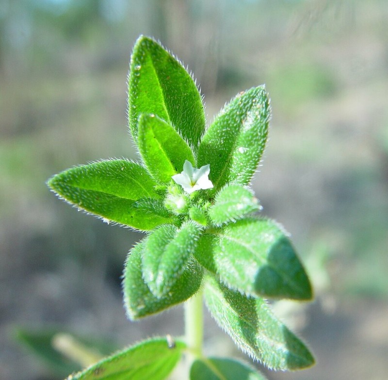 Euploca foliata photo 4