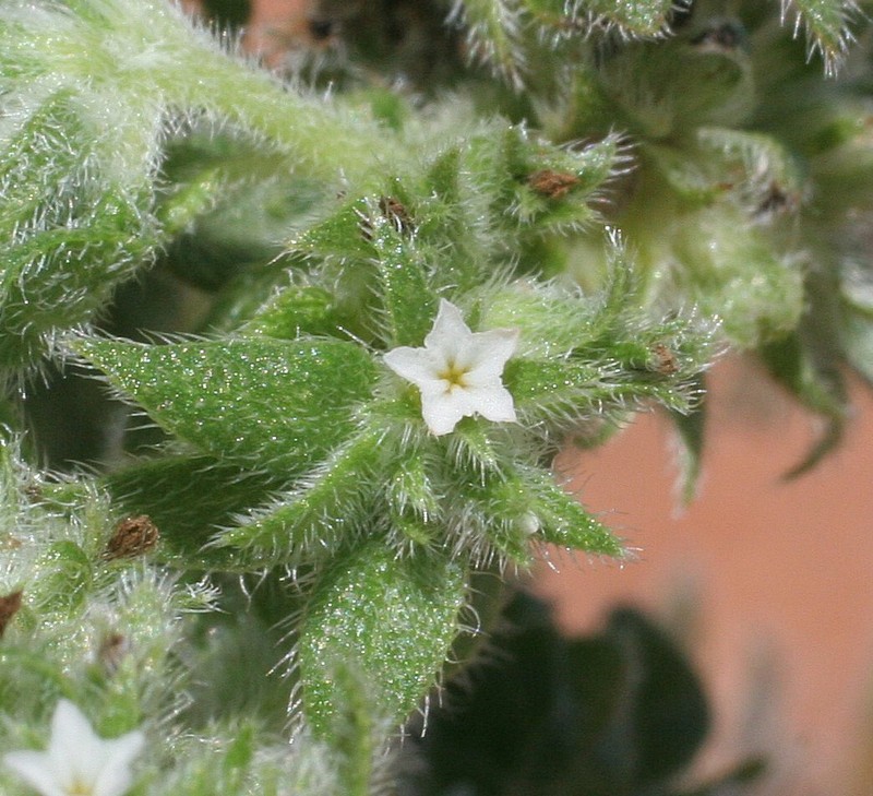 Euploca foliata photo 5