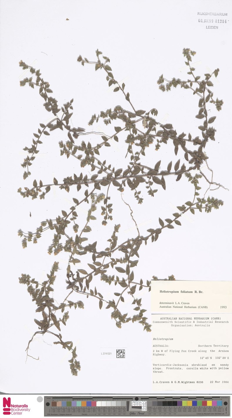 Euploca foliata photo 7