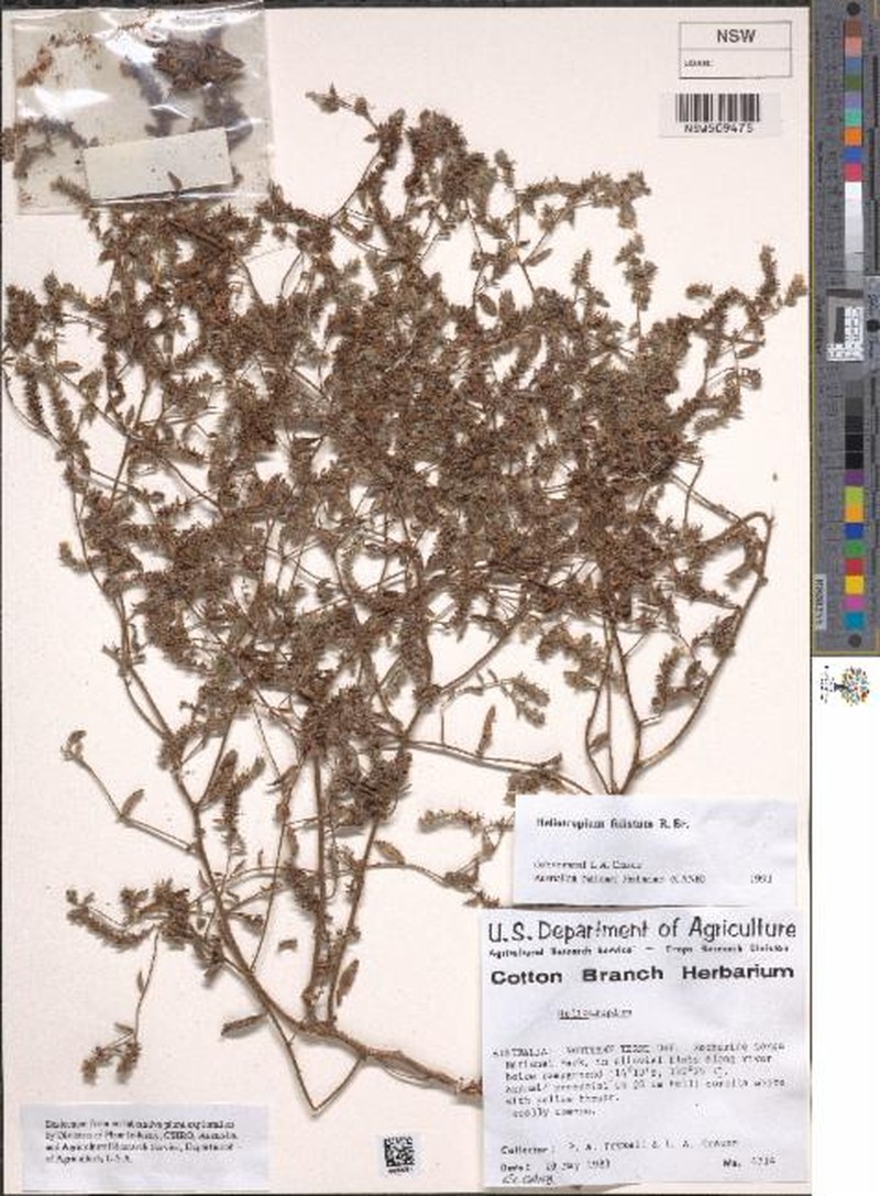 Euploca foliata photo 8