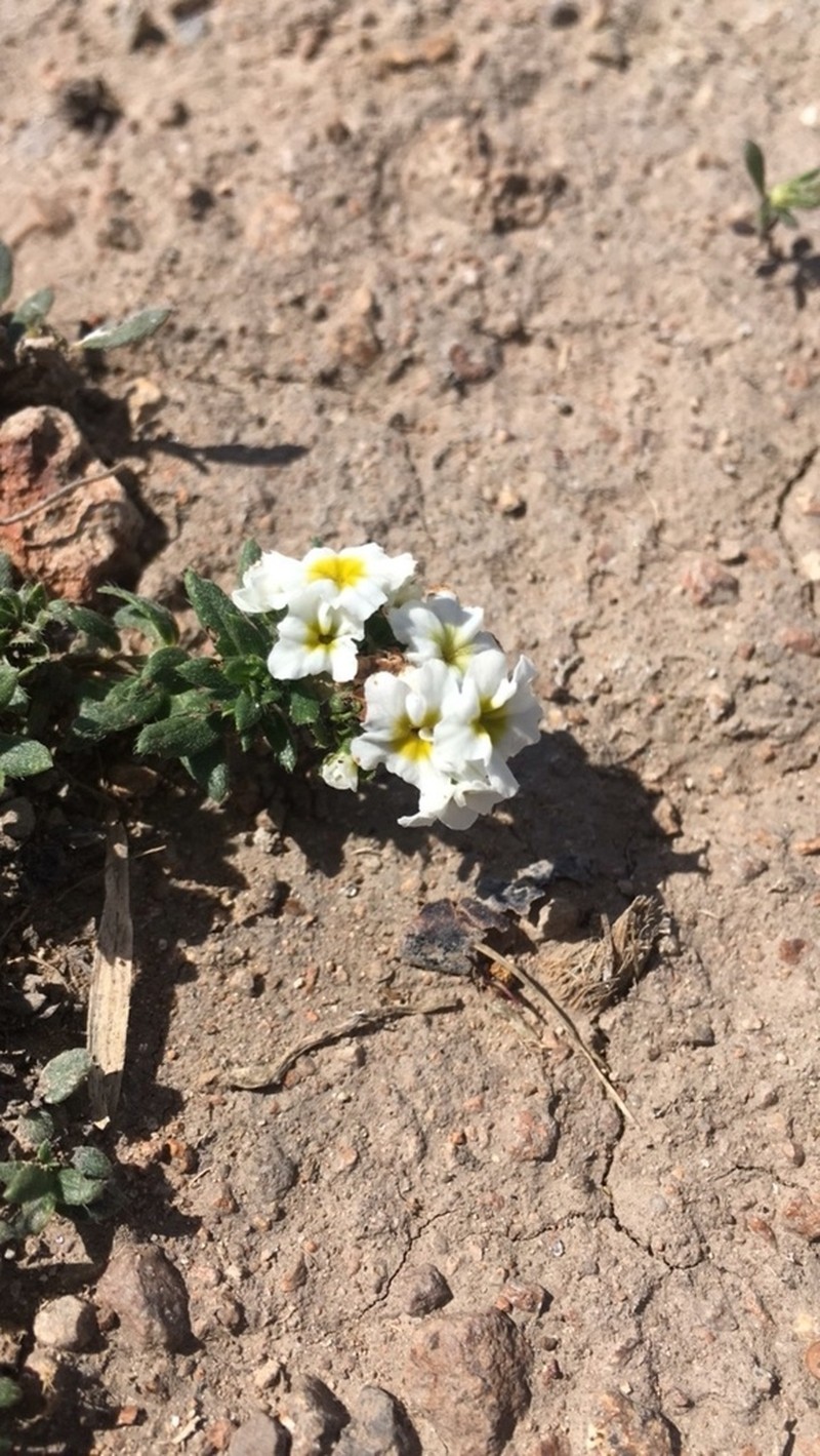 Euploca foliosissima