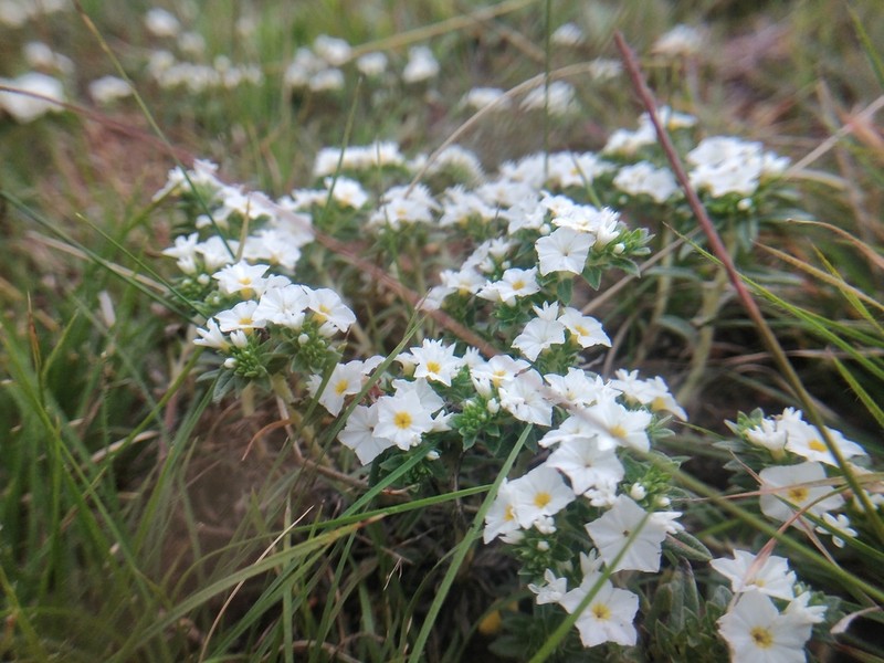 Euploca foliosissima photo 2