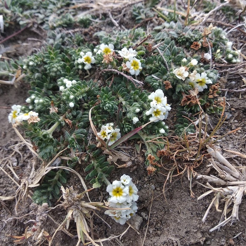 Euploca foliosissima photo 3