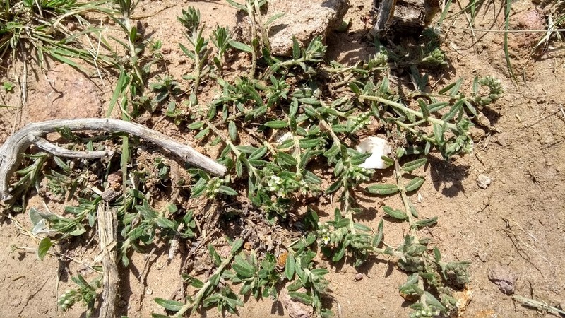 Euploca foliosissima photo 4