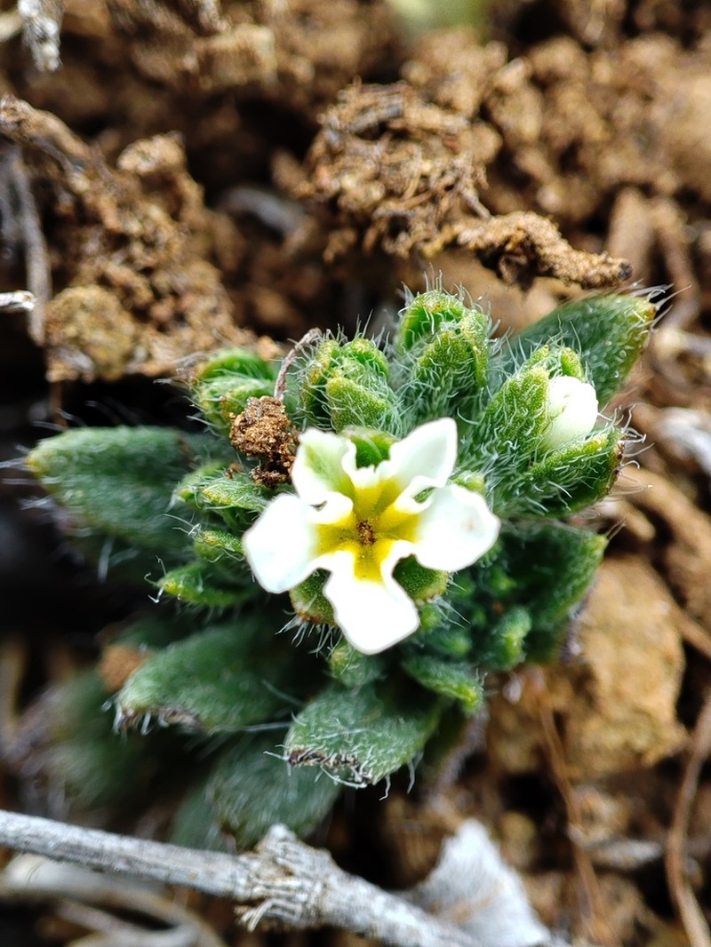 Euploca foliosissima photo 5