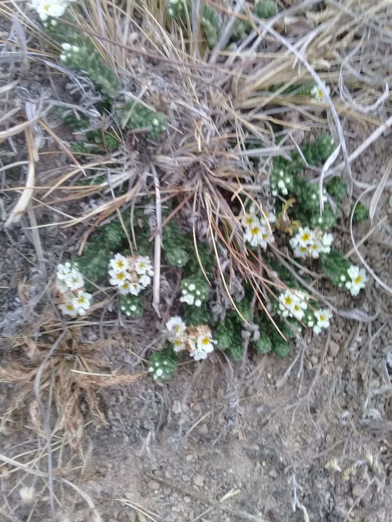 Euploca foliosissima photo 6