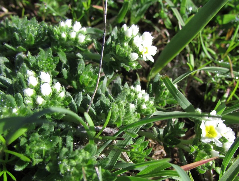 Euploca foliosissima photo 7