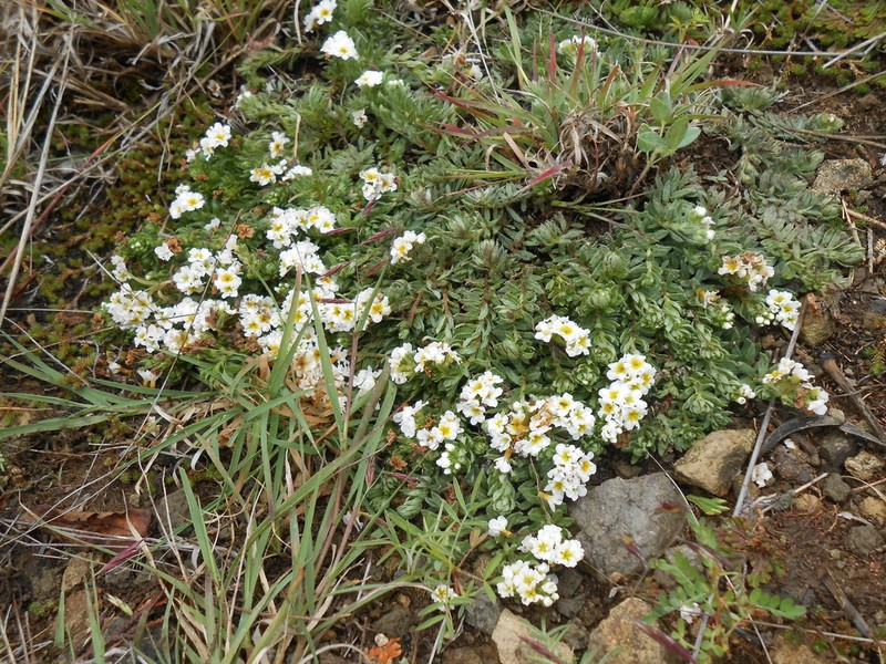 Euploca foliosissima photo 8
