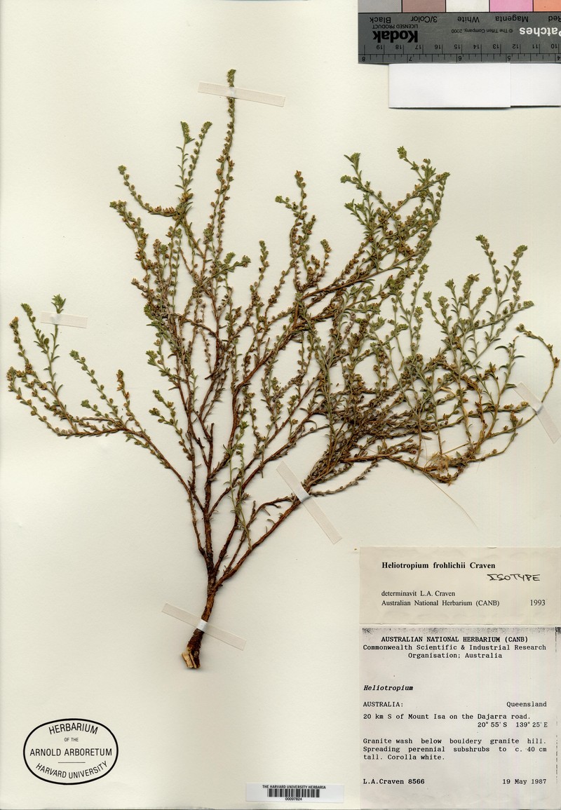 Euploca frohlichii