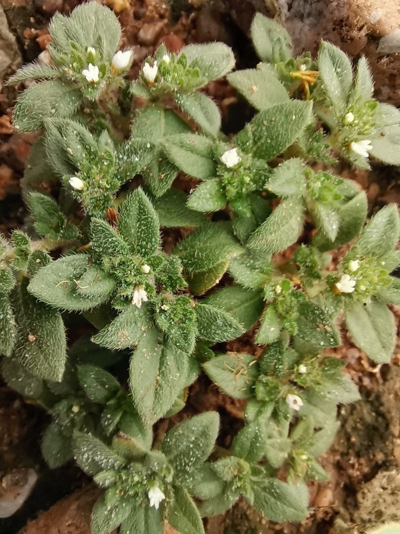 Key West Heliotrope photo 2