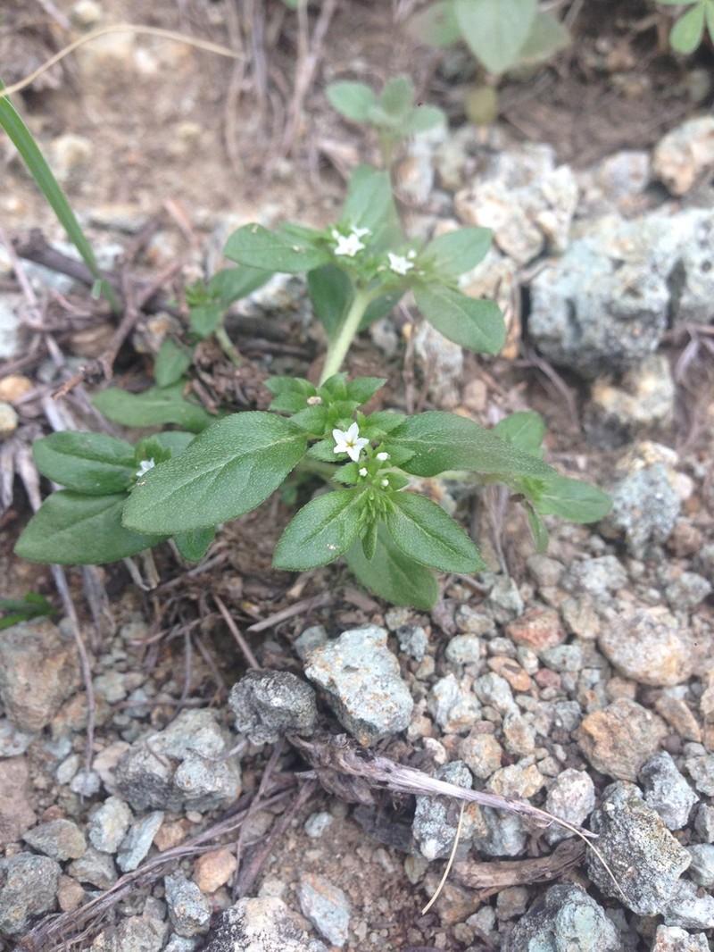 Key West Heliotrope photo 3
