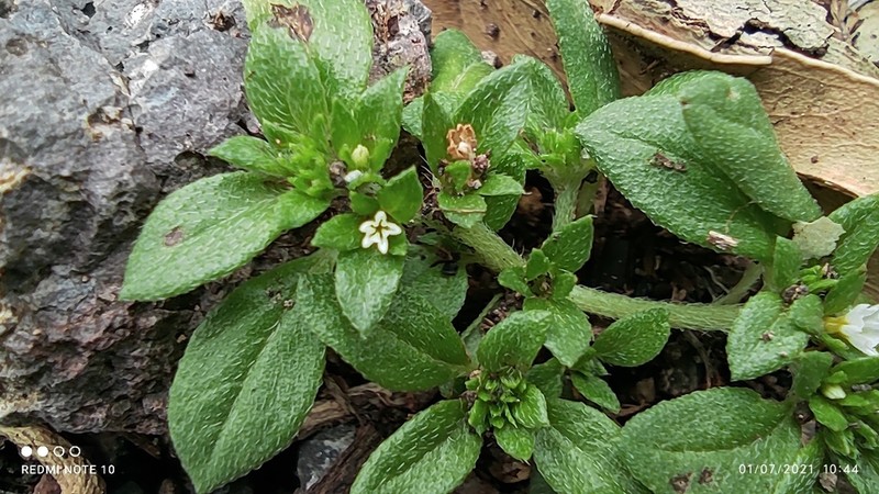 Key West Heliotrope photo 5