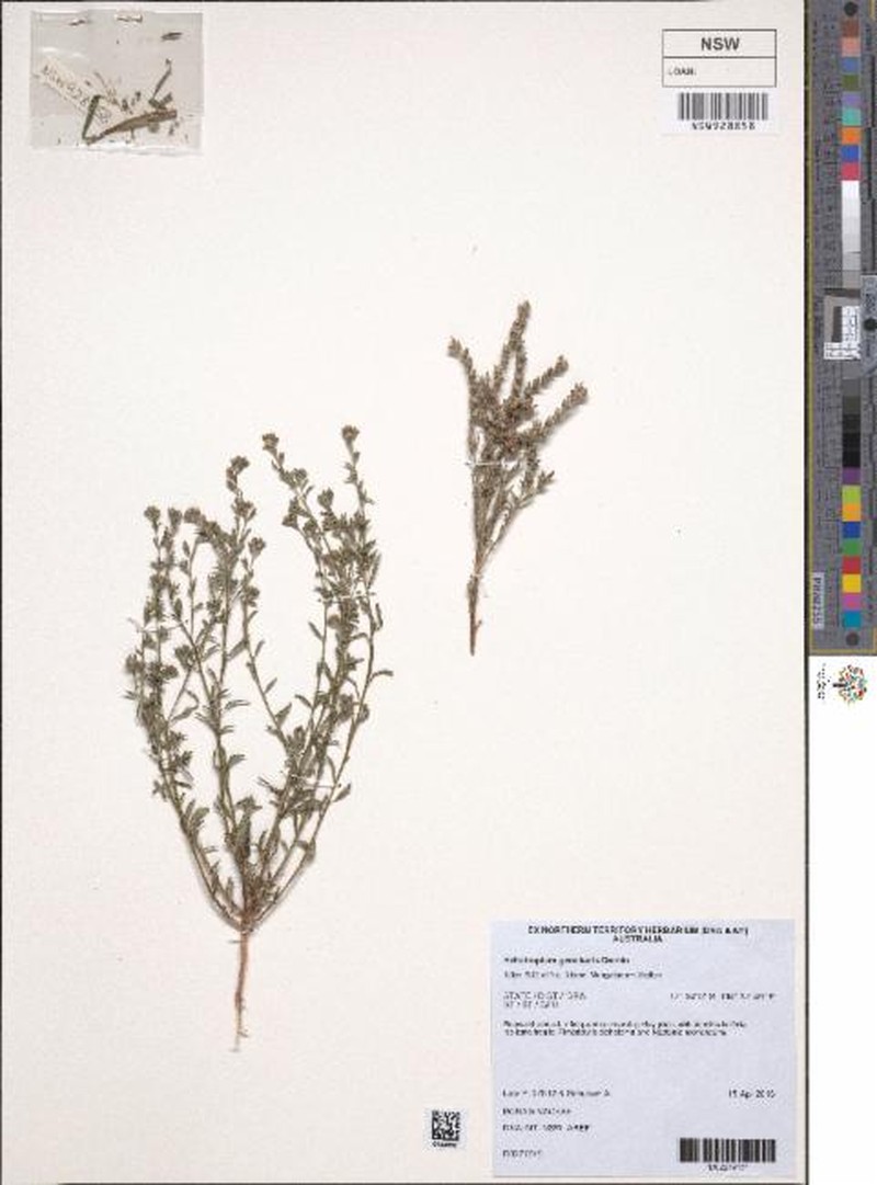 Euploca geocharis