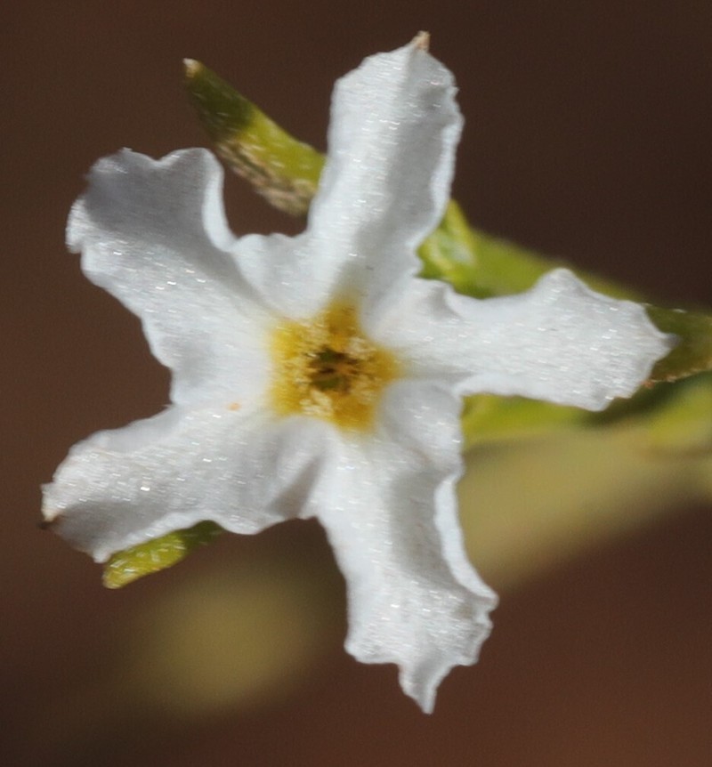 Euploca glabella
