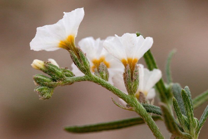 Fragrant Heliotrope