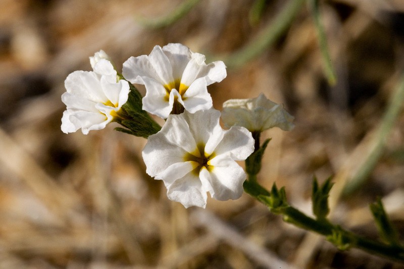 Fragrant Heliotrope photo 2