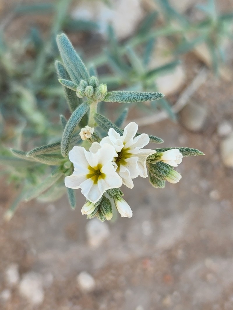 Fragrant Heliotrope photo 3