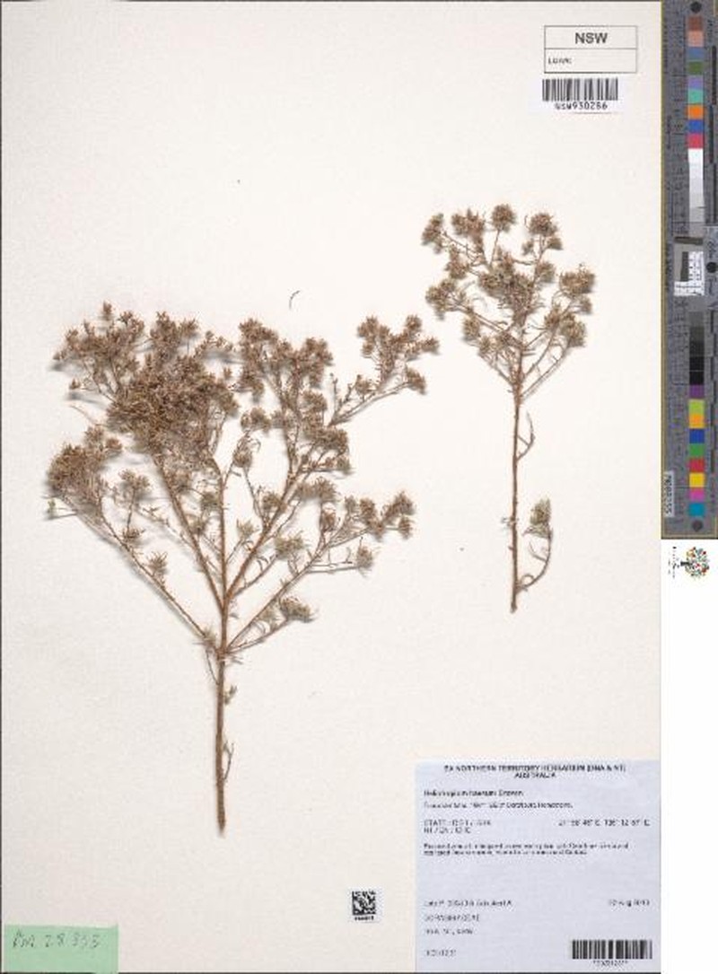 Euploca haesum