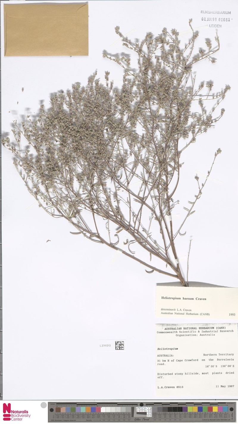 Euploca haesum photo 2