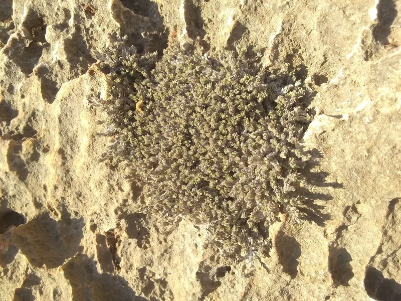 Euploca haitiensis