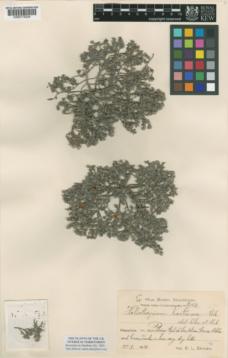 Euploca haitiensis photo 2