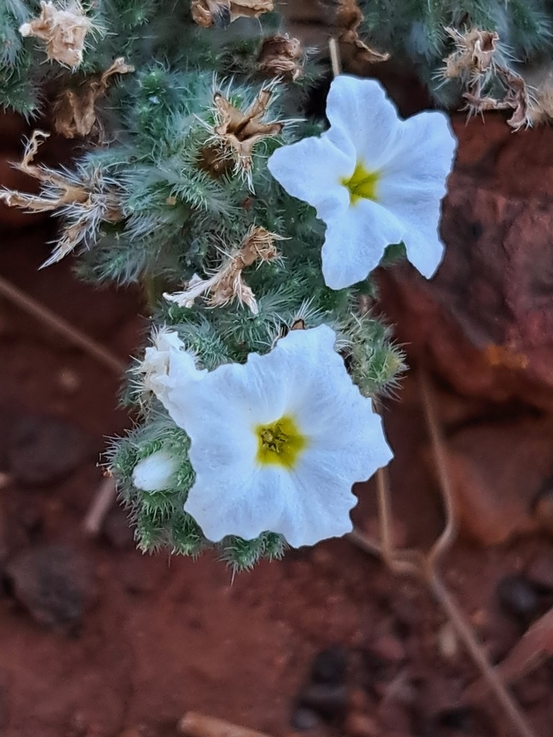 Euploca heterantha