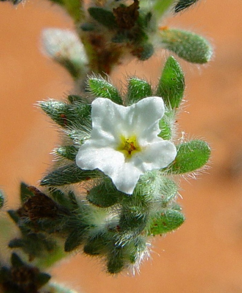 Euploca heterantha photo 2