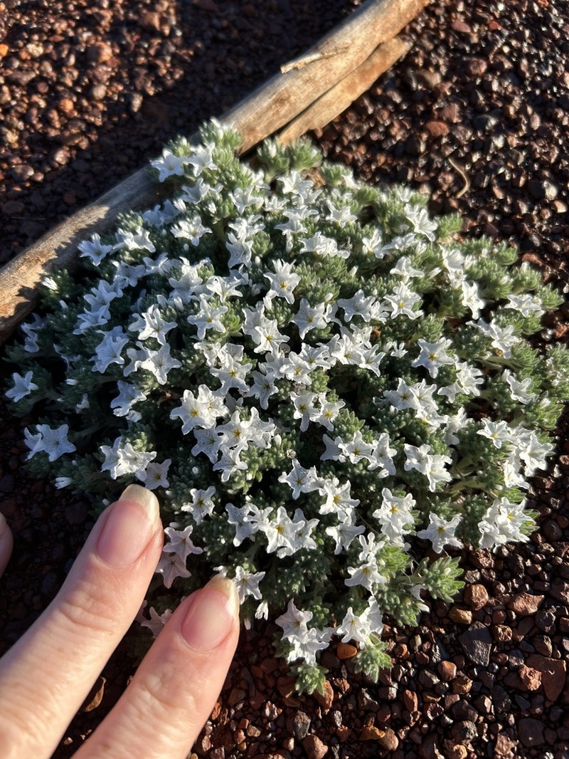 Euploca heterantha photo 4