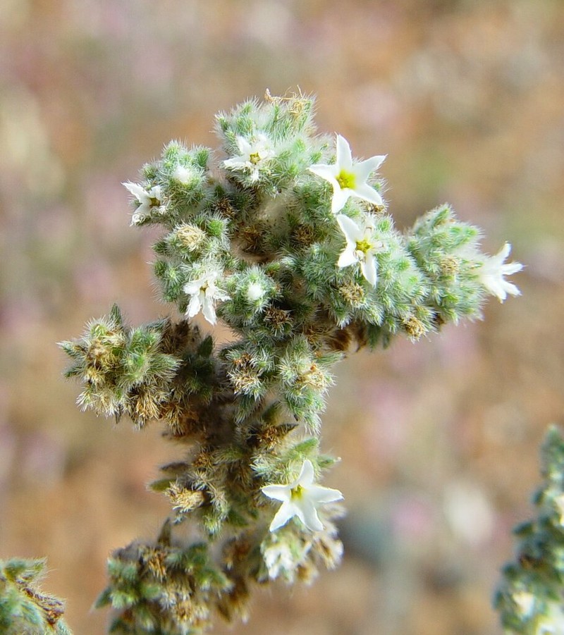 Euploca heterantha photo 5