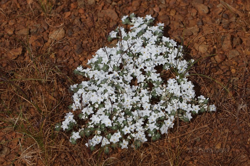 Euploca heterantha photo 6