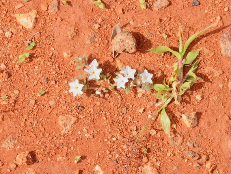 Euploca heterantha photo 7