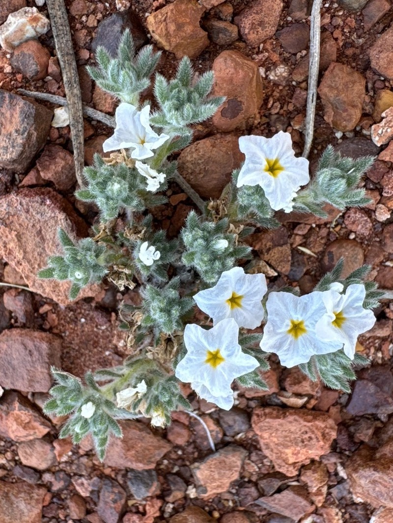 Euploca heterantha photo 8