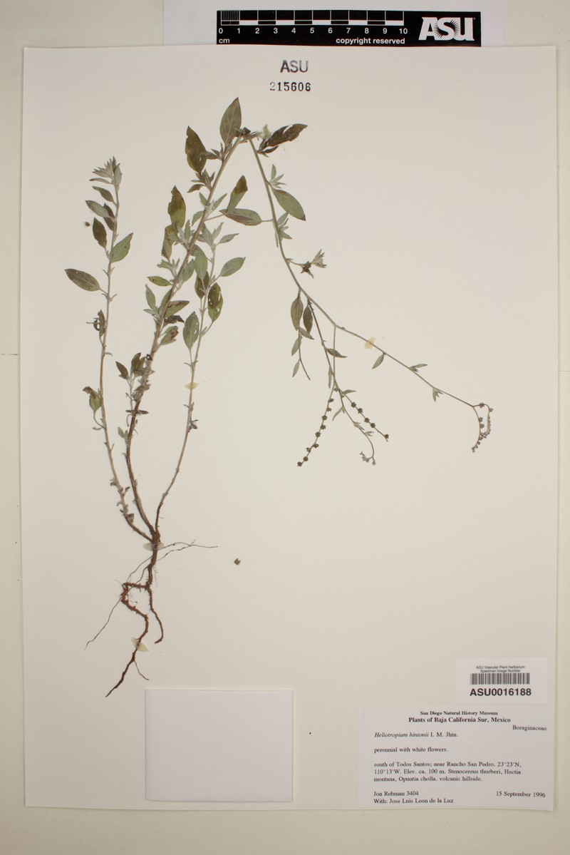 Euploca hintonii