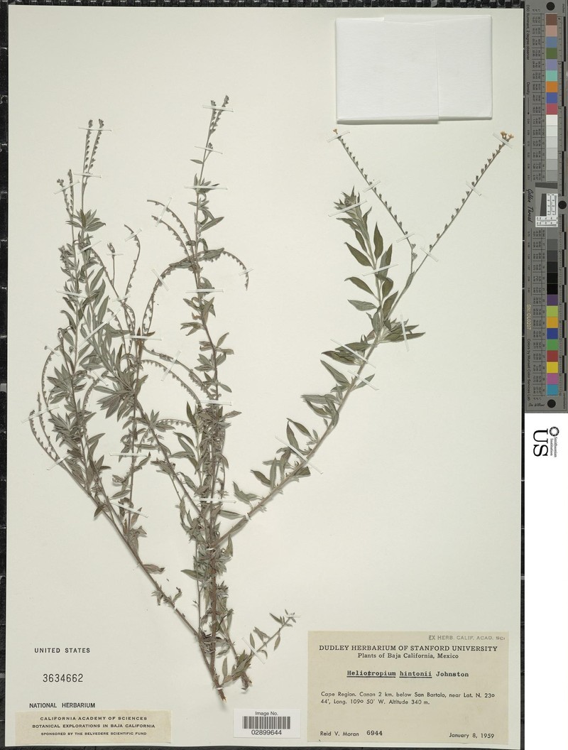 Euploca hintonii photo 2
