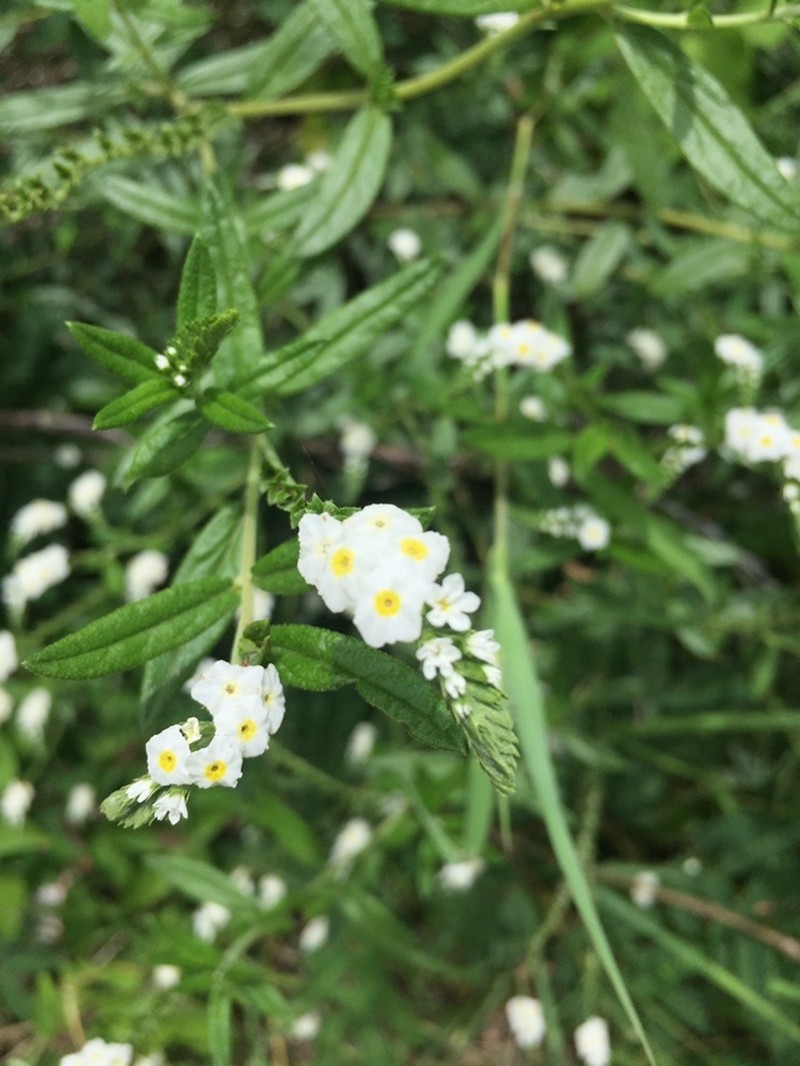 Bushy Heliotrope