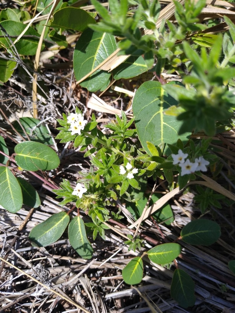 Bushy Heliotrope photo 2