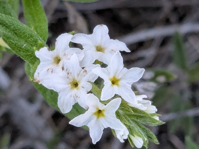 Bushy Heliotrope photo 3