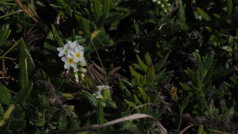 Bushy Heliotrope photo 4