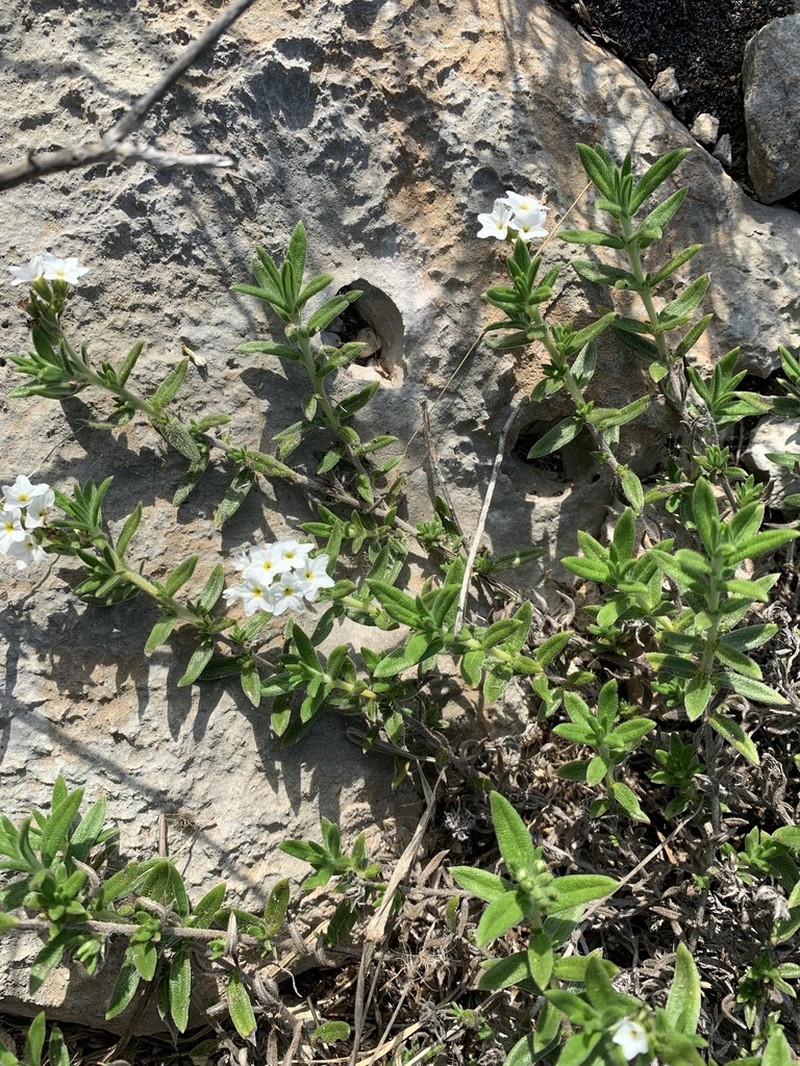 Bushy Heliotrope photo 5
